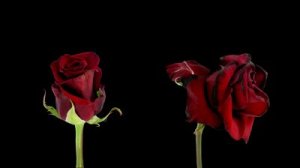 stock-footage-time-lapse-opening-and-dying-happy-hour-rose-alpha-matte-d